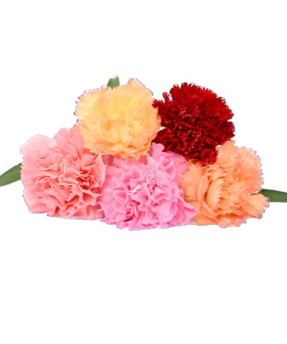 Carnations Loose Flowers