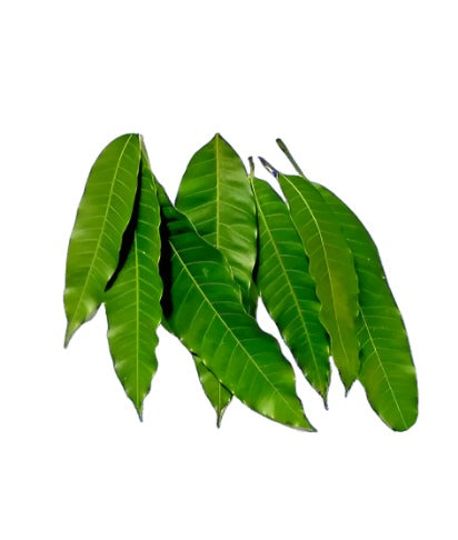 Fresh Mango Leaves